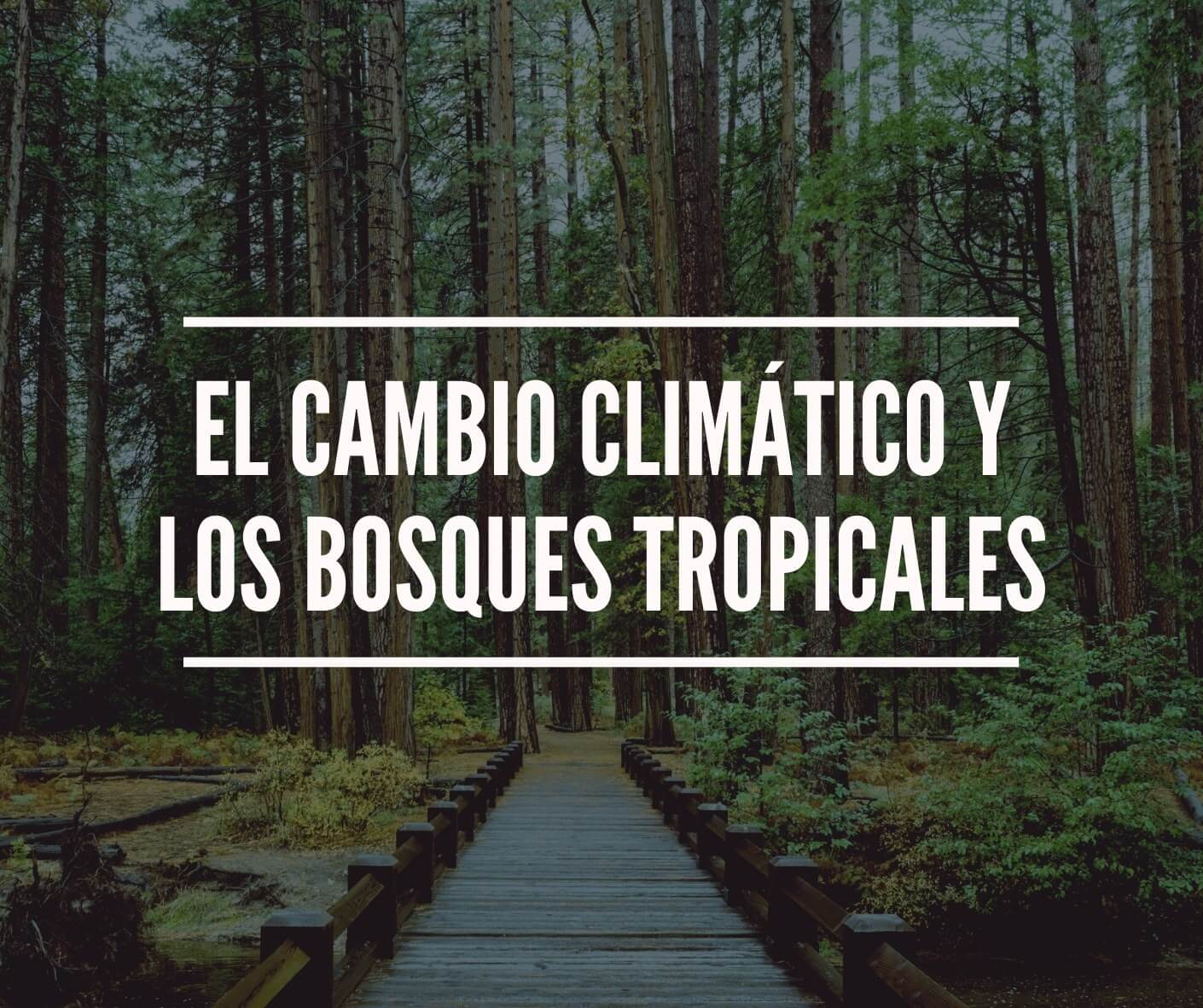 El Cambio Climático Y Los Bosques Tropicales – Colectivo Voces Ecológicas